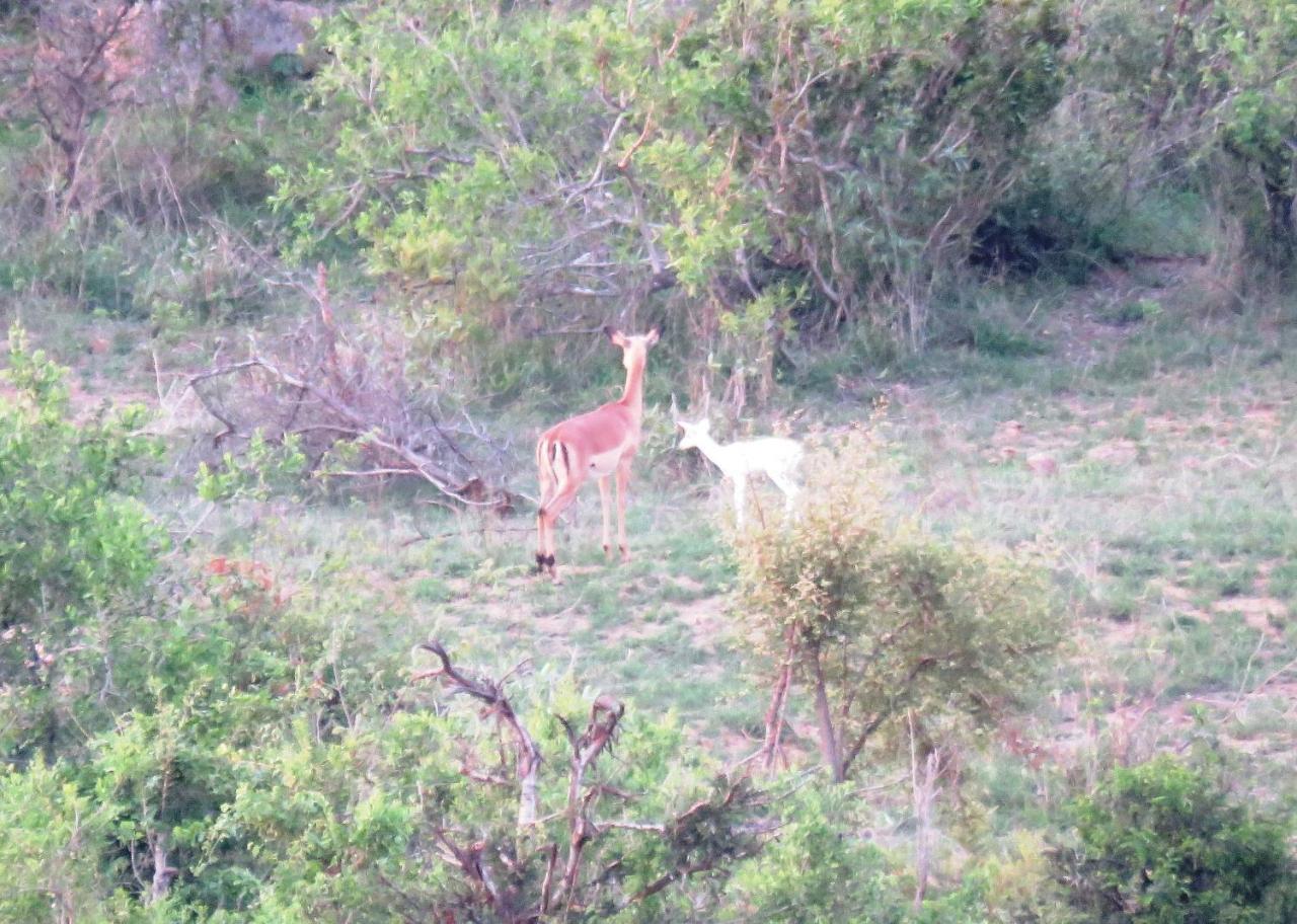 Villa Kruger View Tree House Marloth Park Exterior foto