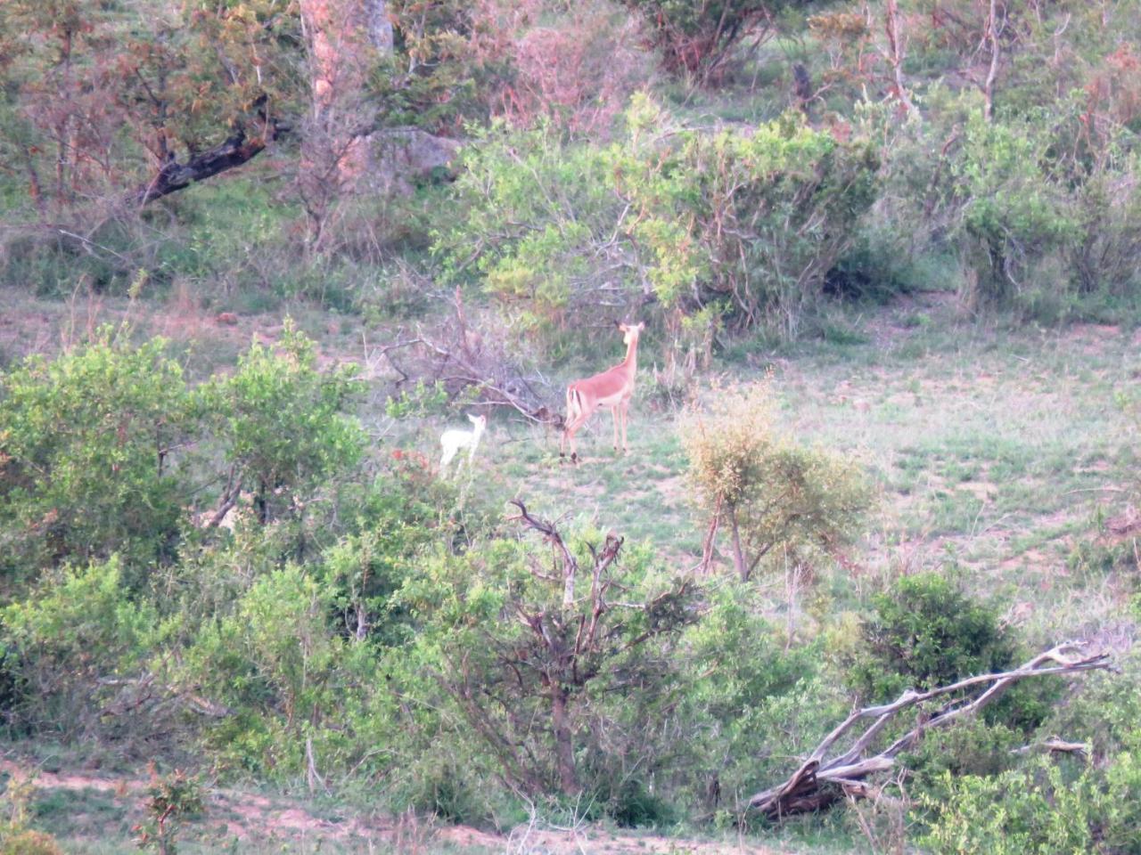 Villa Kruger View Tree House Marloth Park Exterior foto